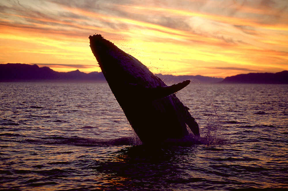 whale breaching at sunset