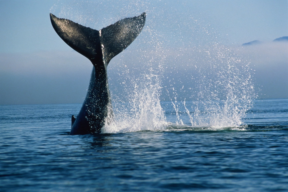 whale tail in water